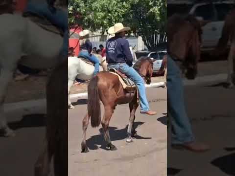 calvoga de ananás Tocantins