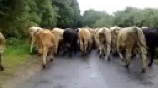 preview picture of video 'homefarm beasts n way back 2 field after getting de-horned'