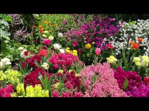 Toowoomba Carnival of Flowers