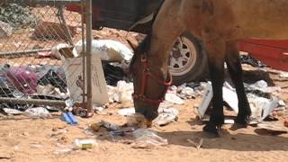 preview picture of video 'Horse Eating Garbage in Supai, Arizona (Grand Canyon)'