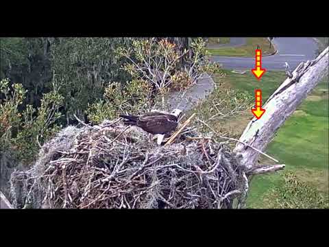 When did straight sticks arrive? & see lizard twice ~ ©CornellLabs, Savannah Ospreys