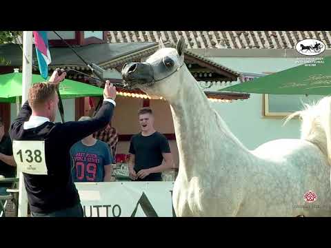 N 138 DA ALIHANDRA   Strohen 2021 International B Show   Mares 4 6 Years Old Class I
