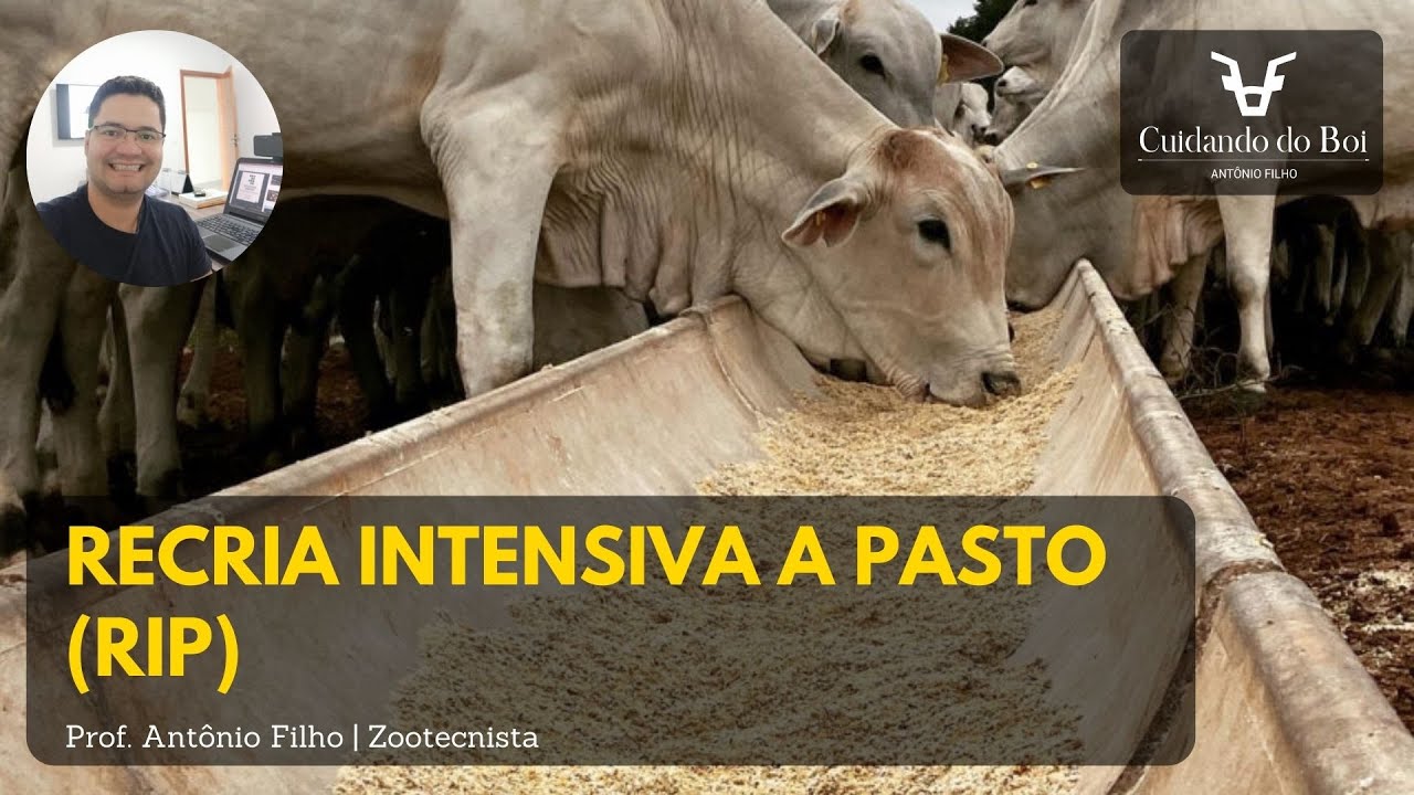 Aula de Bovinocultura - Recria Intensiva a Pasto (RIP)
