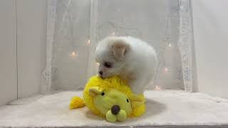 ハーフ犬の動画01