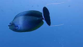 Maldives Male South Atoll - Diving @ Cocoa Corner & Night Dive @ Biyadhoo Island House Reef