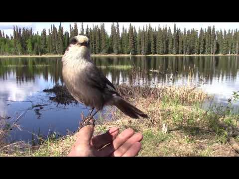 Friendly Gray Jays in Alaska