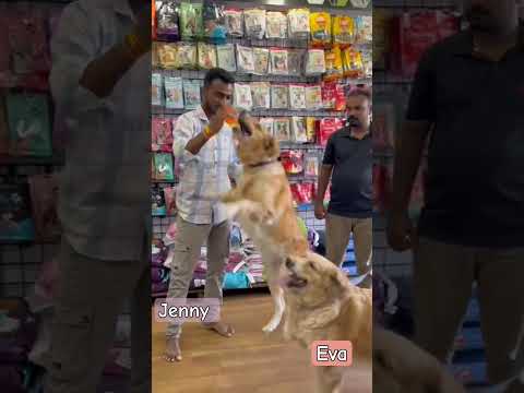 GOLDEN RETRIEVER #music