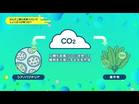 葉っぱの星「ノビテク」紹介