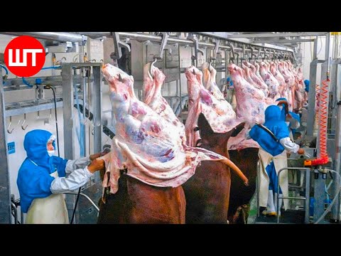 , title : 'Modern Meat Processing Factory | Million Dollar Cow Processing Technology & Cutting Line'
