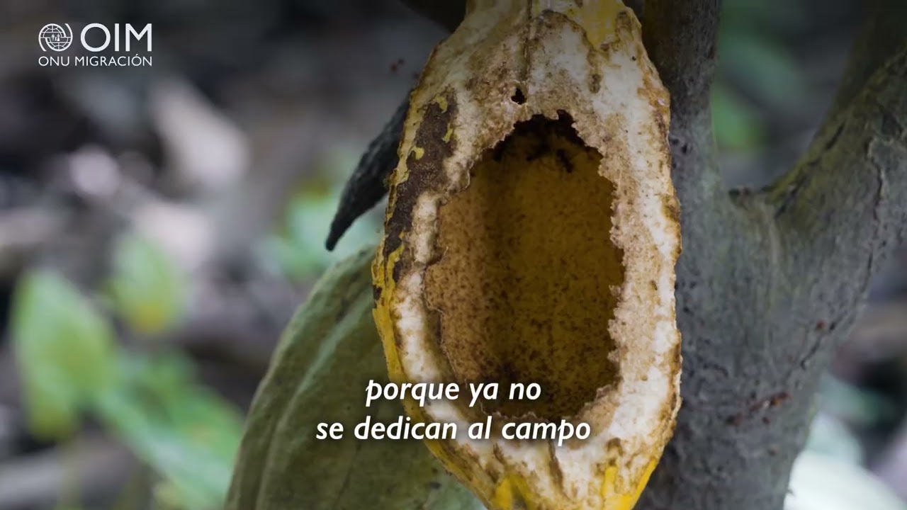🌱 Chiapas: Acción Climática y Agricultura Sostenible | IOM Reporter México 2025