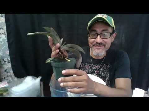 Orchid Saving : Paphiopedilum Bag and Sphag method.