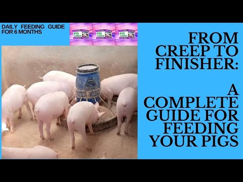 Feeding Pigs from Creep Stage to Finisher Stage-Complete guide
