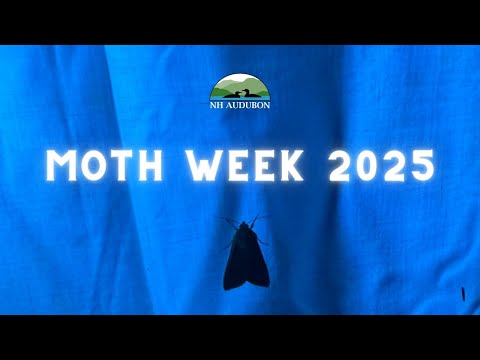 Moth Week 2025: Mothing Tips