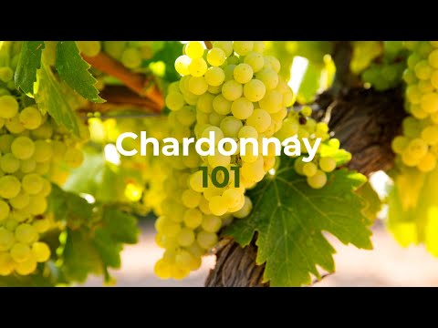 Chardonnay 101, from grape to Wine