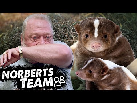 STINKTIER-TÜV | NORBERTS TEAM | Zoo Zajac