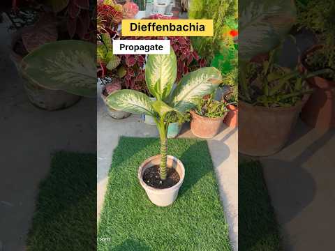 How to multiply plants very easily || Best indoor plant for beginners #trendingshorts #gardening