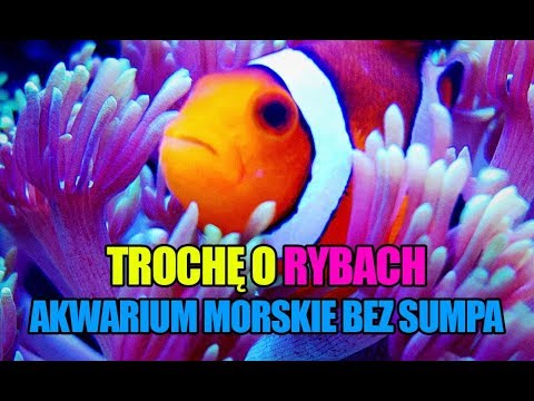 (45) Glossy Reef 200 - Trochę o rybach - Akwarium morskie bez sumpa - Reef aquarium