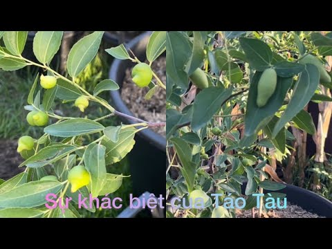 CUỘC SỐNG ÚC l SỰ KHÁC BIỆT CỦA TÁO TÀU GA866 - CHICO - TIGERTOOTH - JAR DE MEL - HULU NHƯ THẾ NÀO?