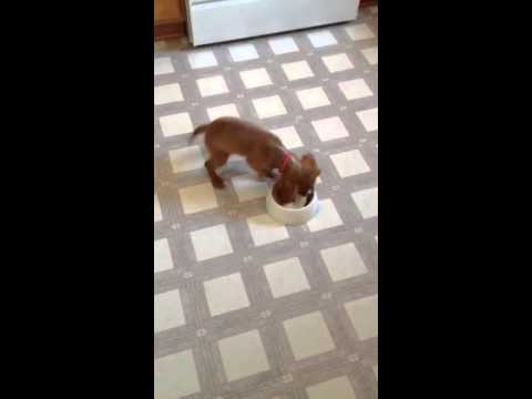 Puppy eats fast