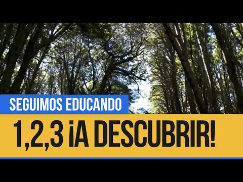1,2,3 ¡A descubrir!: Árboles y troncos - Seguimos Educando