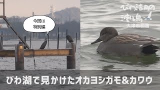 【特別編】びわ湖で見かけたオカヨシガモ&カワウ【びわ湖の渡り鳥2022】