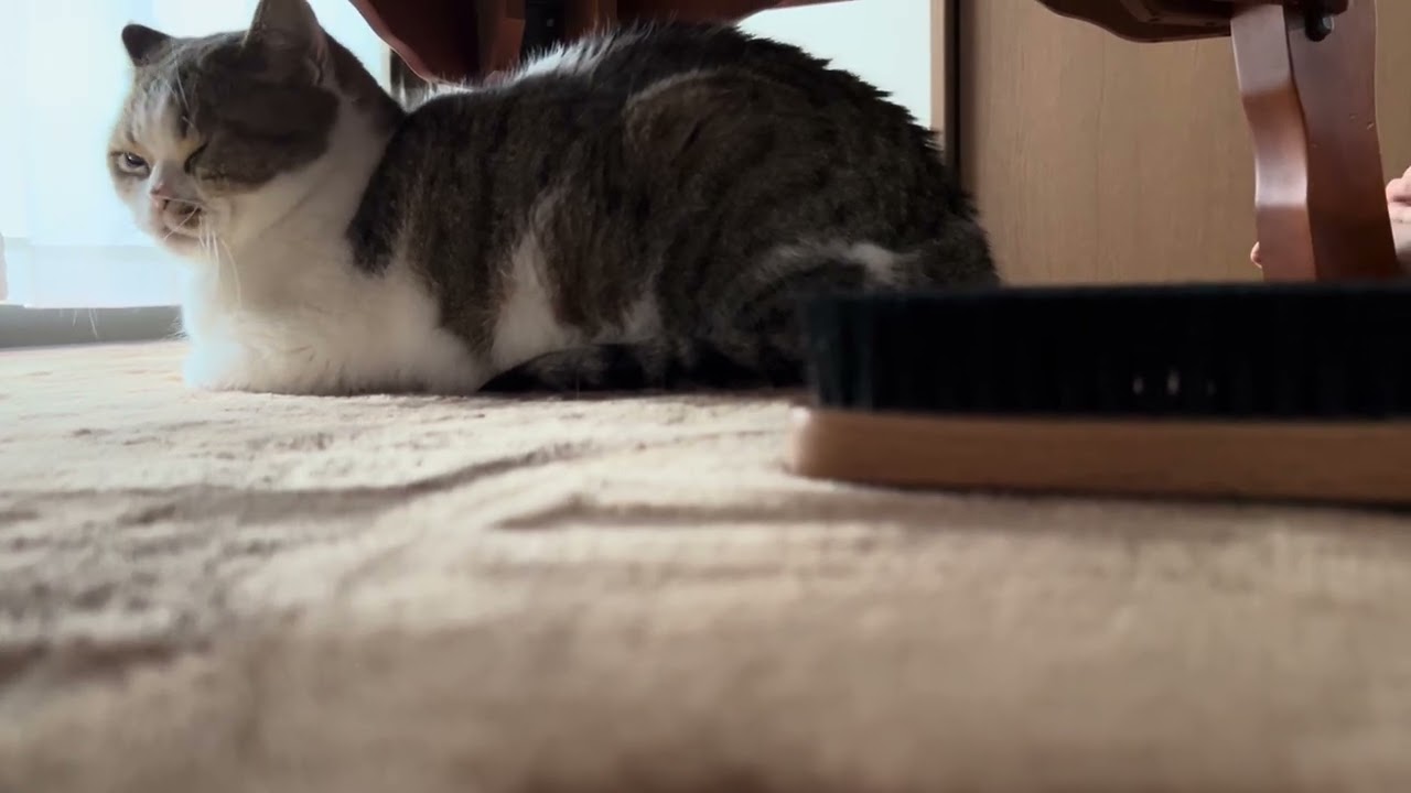 無印良品のぶた毛ブラシ。