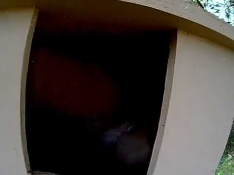 fledglings(owl babies) in nesting box-