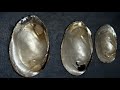 Freshwater Mussels of Tennessee