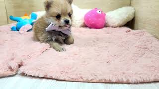 ハーフ犬の動画01