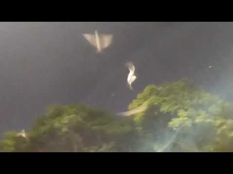 Revoada das andorinhas na praça central de Astorga no norte do Paraná 