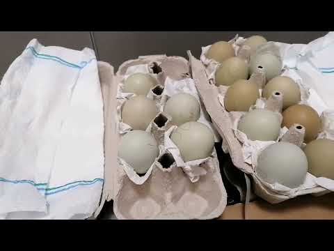 Die Glucken Saison ist auf Müllers Hühnerfarm eröffnet 😍 Silverruds bla