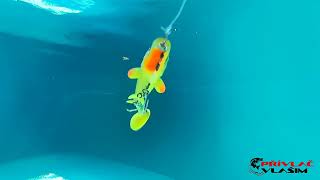 FishingGhost RenkyShad CRL 35cm White Fish Pearl