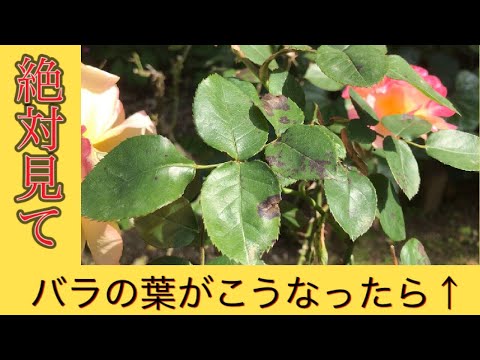 バラの低木病ニーム油殺菌剤有機農薬