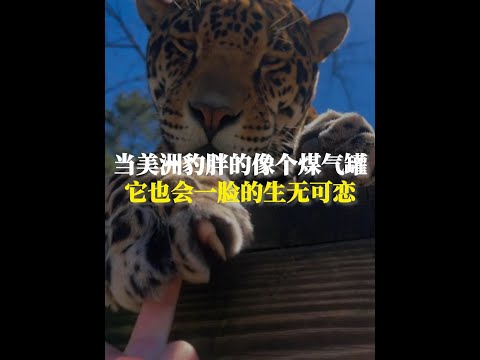 當美洲豹胖個像個煤氣罐，它也會一臉的生無可戀 #動物科普 #美洲豹
