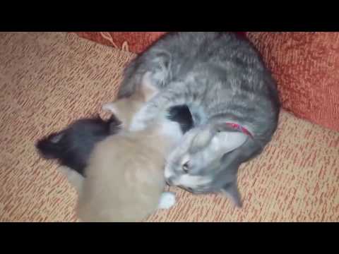 download lagu mp3 mp4 Chat Nostalgie, download lagu Chat Nostalgie gratis, unduh video klip Download Chat Nostalgie Mp3 dan Mp4 Popular Gratis