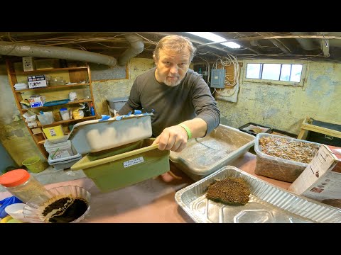 Mixed red worms in small green bin upgraded to larger home - vermicompost