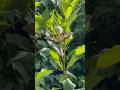 Eastern Tiger Swallowtail, Giant Swallowtail, Zebra Longwing #butterfly