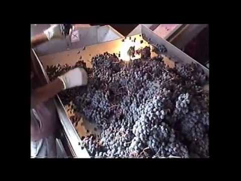 Grape selection of Mas Doix Winery