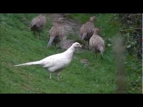 White Pheasant