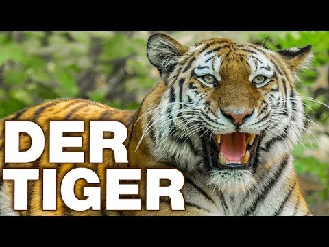 Der Tiger - Anatomie und Biologie | Alternative Fakten fürs Referat | Parodie