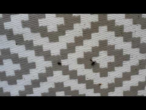 Beginnings Stages of a Bald-Faced Hornets Nest in Howell, NJ