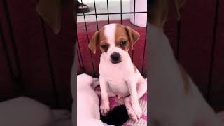 Video preview image #1 Chihuahua Puppy For Sale in Marina Del Rey, CA, USA