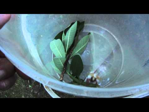Luna Moth about to fly