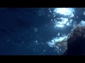 Bliss - Wish You Were Here