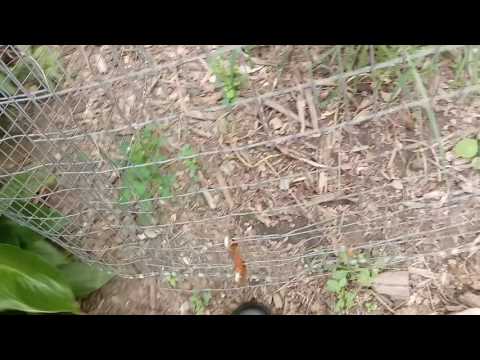 Trying to grow Oca in 90 degrees.