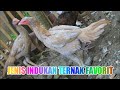 Perbedaan Indukan Ayam Pakhoy Pama Bangkok