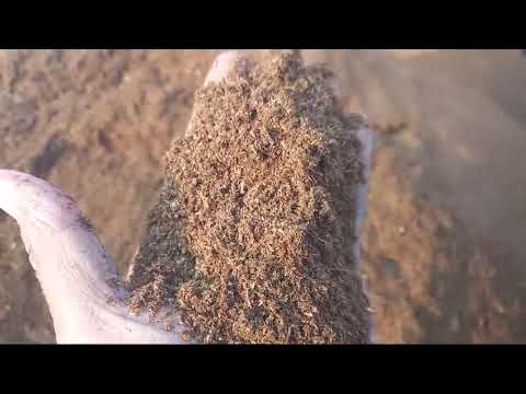 Cow Dung Powder