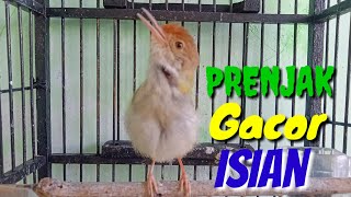 Download lagu PRENJAK Ngebren Gacor Isian Mewah Ampuh Buat Pancingan Prenjak Bahan @ TOMAN. net mp3 Download lagu PRENJAK Ngebren Gacor Isian Mewah Ampuh Buat Pancingan Prenjak Bahan @ TOMAN. net mp3