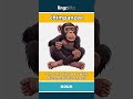 chimpanzee - a smart animal that looks a... video thumbnail
