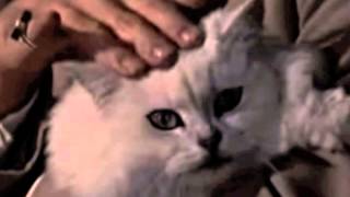 Momus: Of Course Howard (Magazine cover)